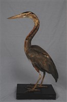 藏品(紫鷺)的圖片